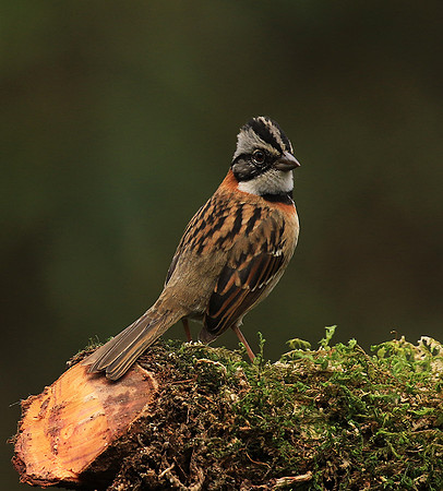 Rufous collared sparrow (bruant chingolo)