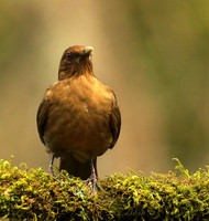 Clay colored thrush