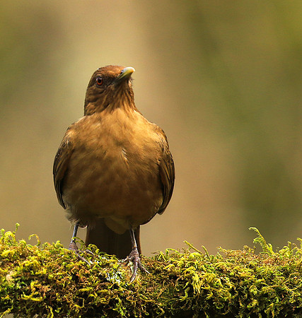 Clay colored thrush