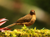 Clay colored thrush