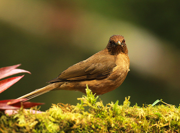 Clay colored thrush