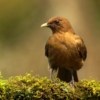 Clay colored thrush