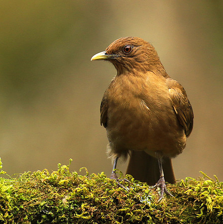 Clay colored thrush
