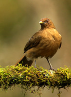 Clay colored thrush