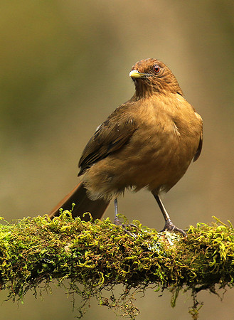Clay colored thrush
