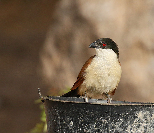 Senegal coucal