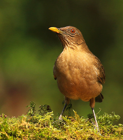 Clay colored thrush