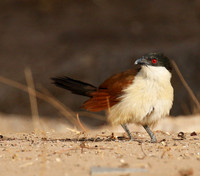 Senegal coucal