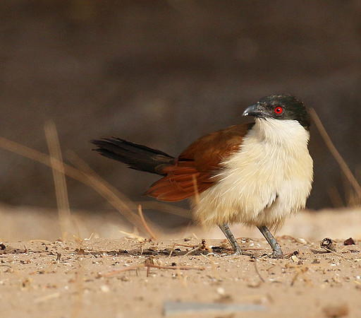 Senegal coucal