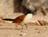 Senegal coucal