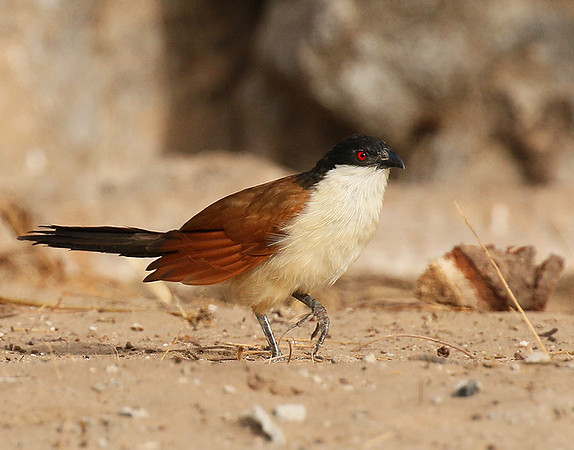 Senegal coucal