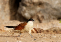 Senegal coucal