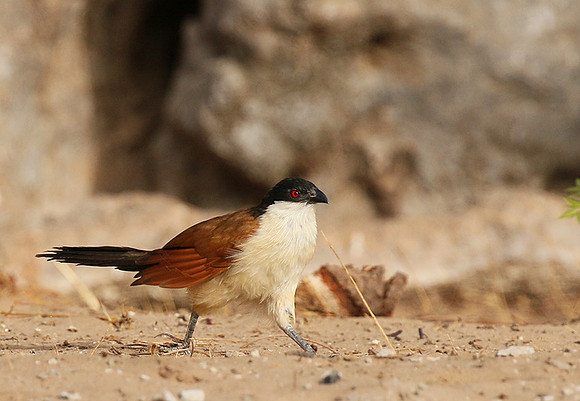 Senegal coucal