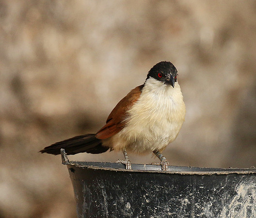 Senegal coucal