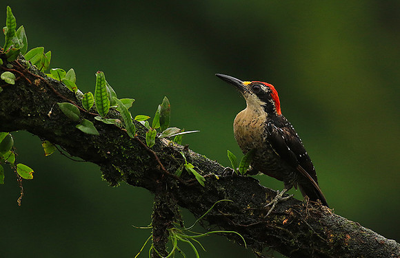 Black-cheeked woodpecker