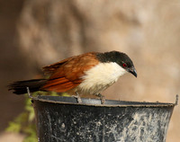 Senegal coucal
