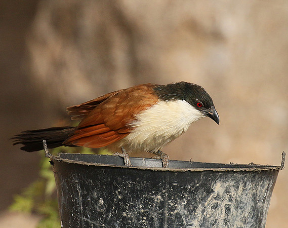 Senegal coucal