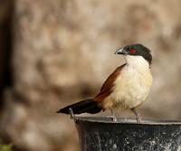 Senegal coucal