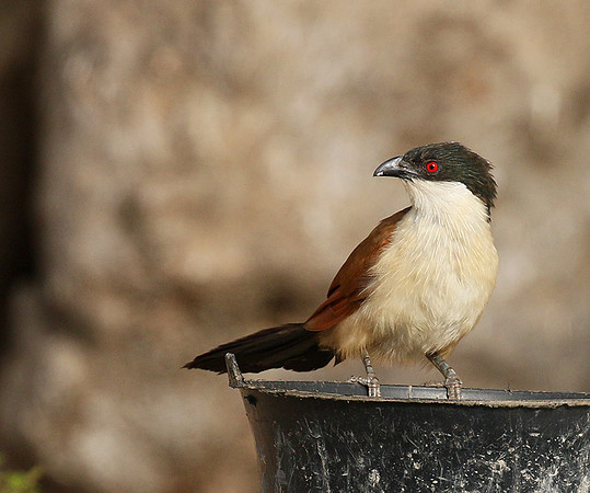 Senegal coucal