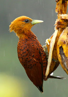 Chestnut colored woodpecker
