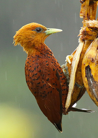 Chestnut colored woodpecker