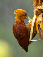 Chestnut colored woodpecker