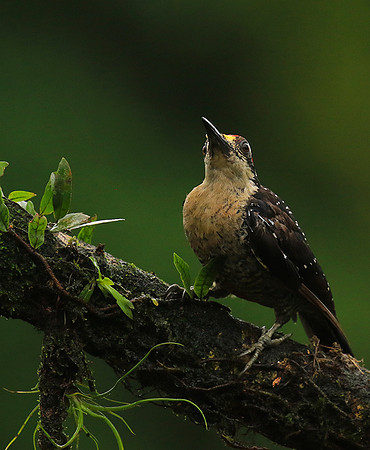 Black-cheeked woodpecker