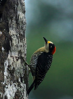 Black-cheeked woodpecker