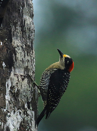 Black-cheeked woodpecker