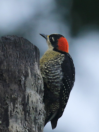 Black-cheeked woodpecker