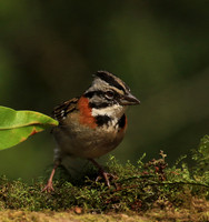 Rufous collared sparrow (bruant chingolo)