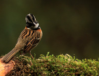Rufous collared sparrow (bruant chingolo)