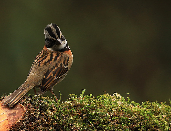 Rufous collared sparrow (bruant chingolo)