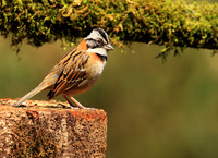 Rufous collared sparrow (bruant chingolo)