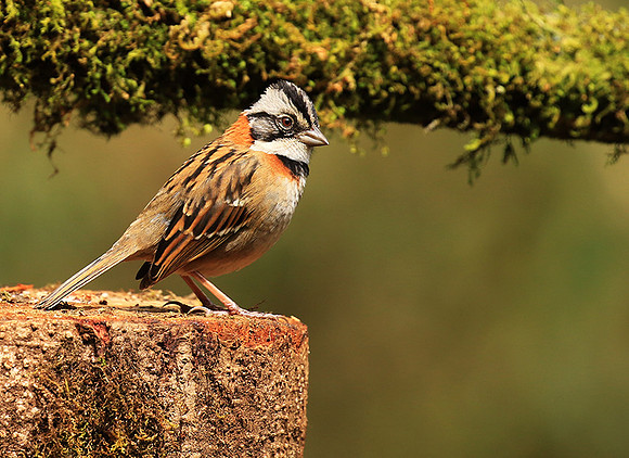 Rufous collared sparrow (bruant chingolo)