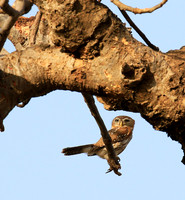 Owls