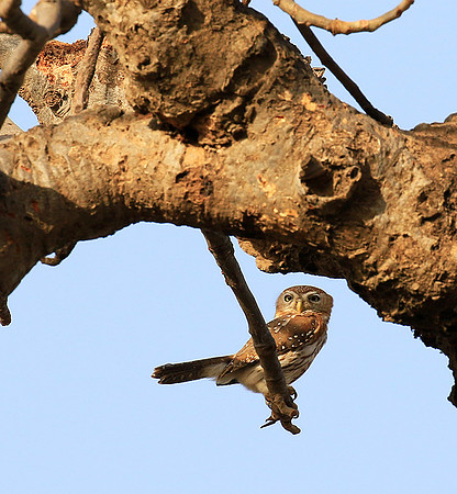 Pearl-spotted owlet