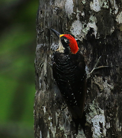Black-cheeked woodpecker