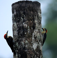 Black-cheeked woodpecker