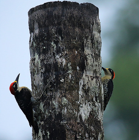 Black-cheeked woodpecker