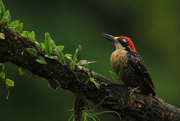 Black-cheeked woodpecker