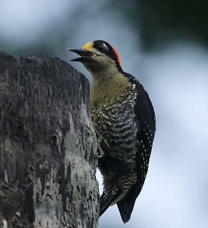 Black-cheeked woodpecker