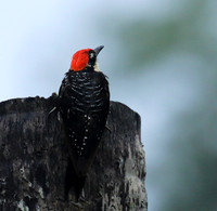 Black-cheeked woodpecker