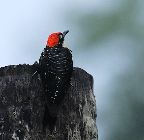 Black-cheeked woodpecker