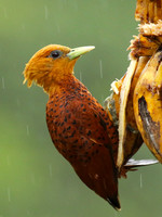 Chestnut colored woodpecker