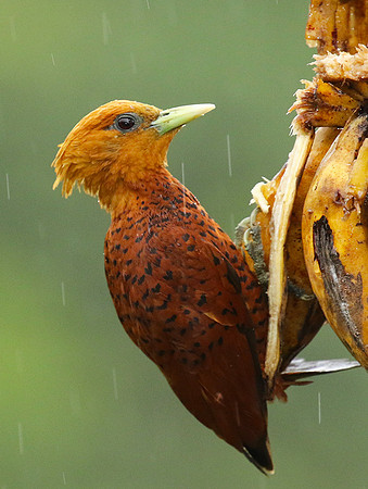 Chestnut colored woodpecker