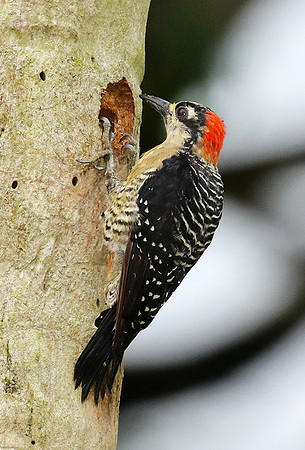 Black-cheeked woodpecker