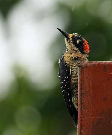 Black-cheeked woodpecker