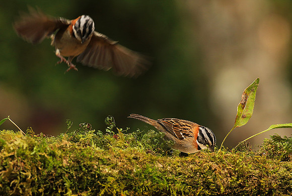 Rufous collared sparrow (bruant chingolo)