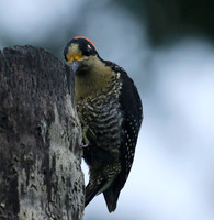 Woodpeckers